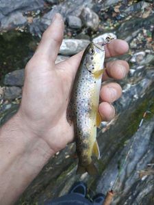 Brown Trout