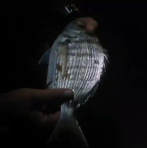 White Seabream