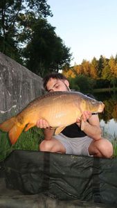 Mirror Carp