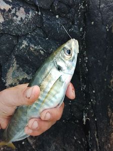 Atlantic Horse Mackerel