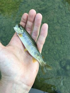 Brown Trout