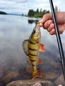 European Perch