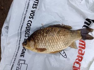 Crucian Carp