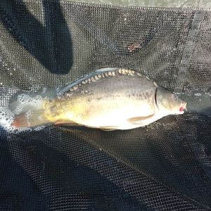 Mirror Carp