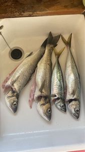 European Bass (Seabass)
