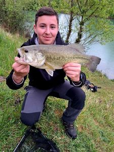 Largemouth Bass