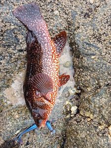 Ballan Wrasse