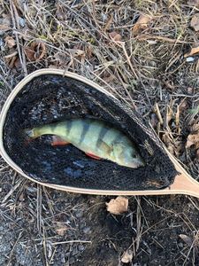 European Perch