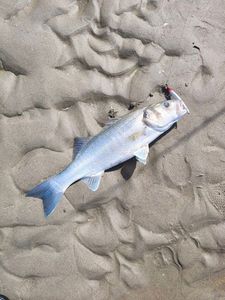 European Bass (Seabass)