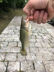 Smallmouth Bass