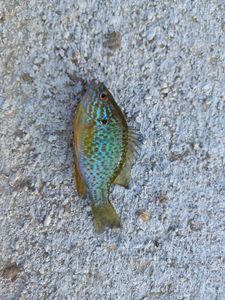 Green Sunfish