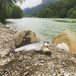 Rainbow Trout