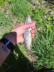 Brown Trout