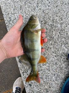 European Perch