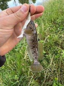 Monkey Goby