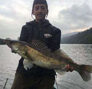 Zander