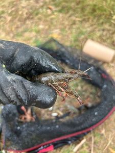 Spinycheek Crayfish