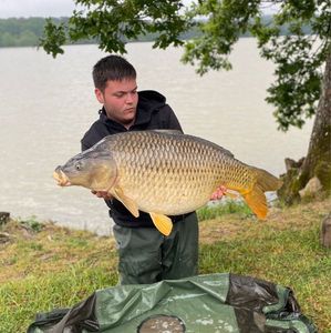 Common Carp