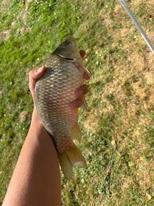 Crucian Carp
