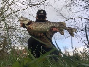 Northern Pike