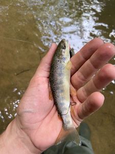 Brown Trout