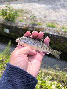Rainbow Trout
