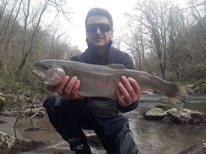 Rainbow Trout