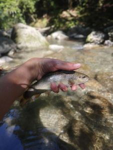 Brown Trout