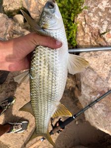 Flathead Grey Mullet