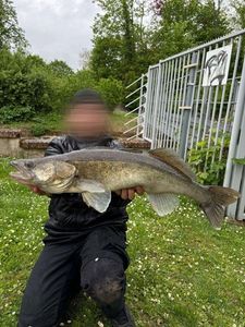 Zander