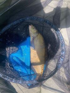 Common Bream