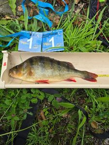 European Perch