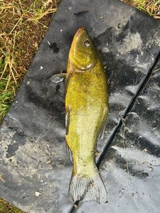 Tench