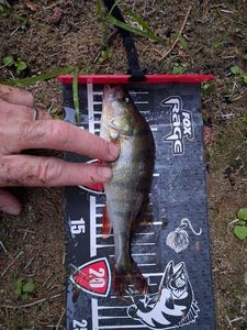 European Perch