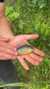Green Sunfish