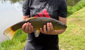Tench