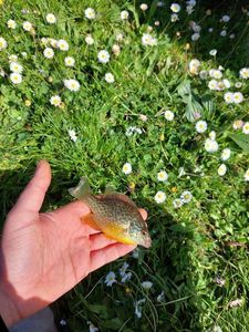Green Sunfish