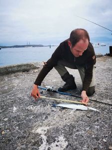 European Bass (Seabass)