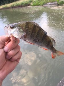 European Perch