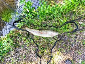 Rainbow Trout