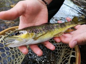 Brown Trout