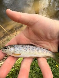 Brown Trout