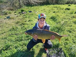 Common Carp