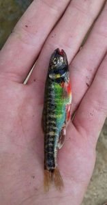 Common Minnow