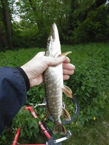 Northern Pike