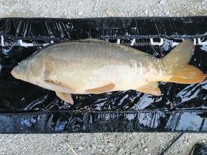 Mirror Carp