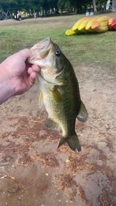 Smallmouth Bass