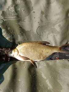 Common Bream