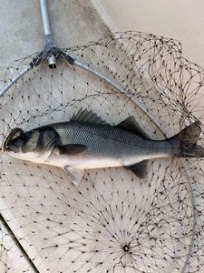 European Bass (Seabass)