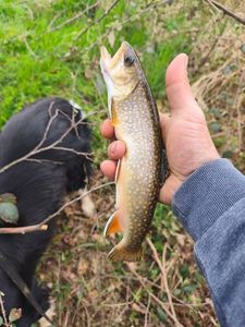 Brook Trout